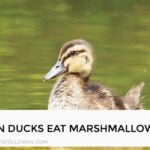 Can Ducks Eat Marshmallows