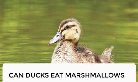Can Ducks Eat Marshmallows?