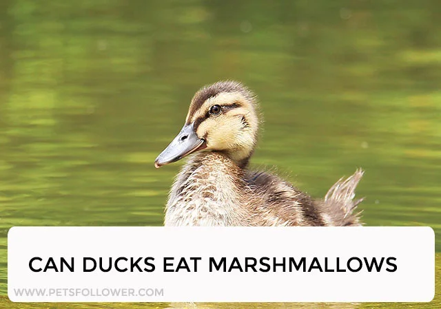 Can Ducks Eat Marshmallows