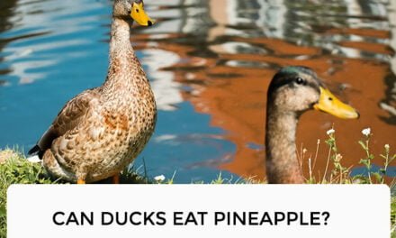 Can Ducks Eat Pineapple?