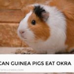 Can Guinea Pigs Eat Okra