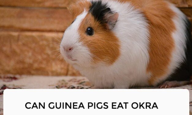 Can Guinea Pigs Eat Okra