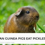 Can Guinea Pigs Eat Pickles