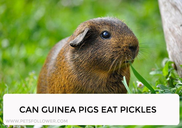 Can Guinea Pigs Eat Pickles