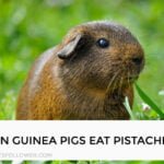 Can Guinea Pigs Eat Pistachios