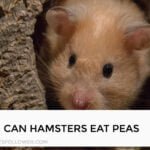 Can Hamsters Eat Peas