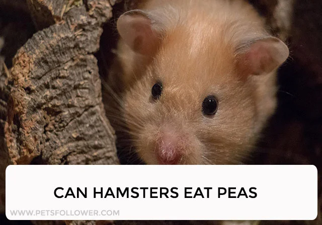 Can Hamsters Eat Peas