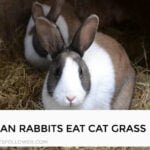 Can Rabbits Eat Cat Grass