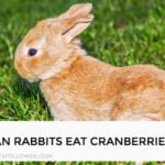 Can Rabbits Eat Cranberries