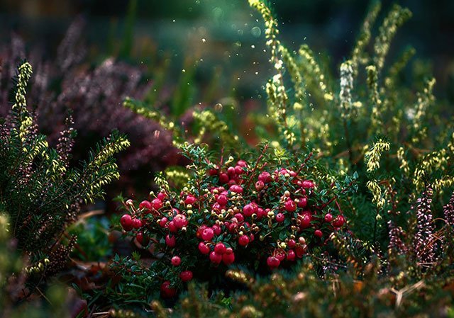 Can Rabbits Eat Cranberries