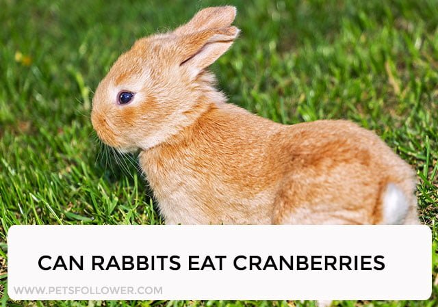 Can Rabbits Eat Cranberries