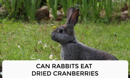 Can Rabbits Eat Dried Cranberries