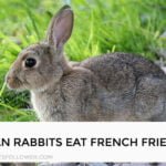 Can Rabbits Eat French Fries