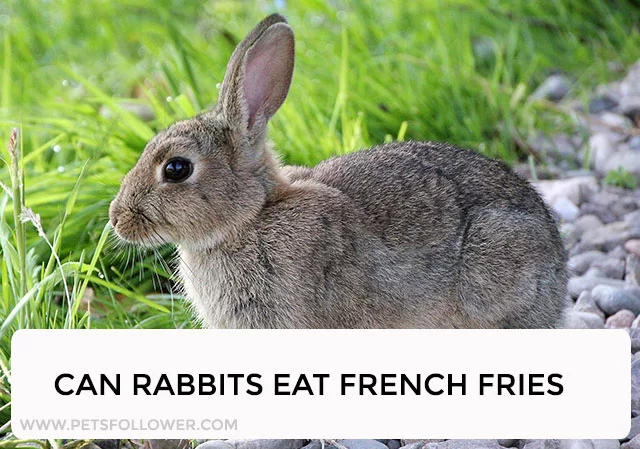 Can Rabbits Eat French Fries