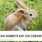 Can Rabbits Eat Ice Cream