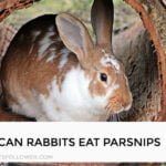 Can Rabbits Eat Parsnips