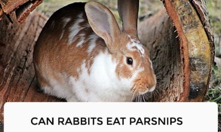 Can Rabbits Eat Parsnips? The Answer Might Surprise You!