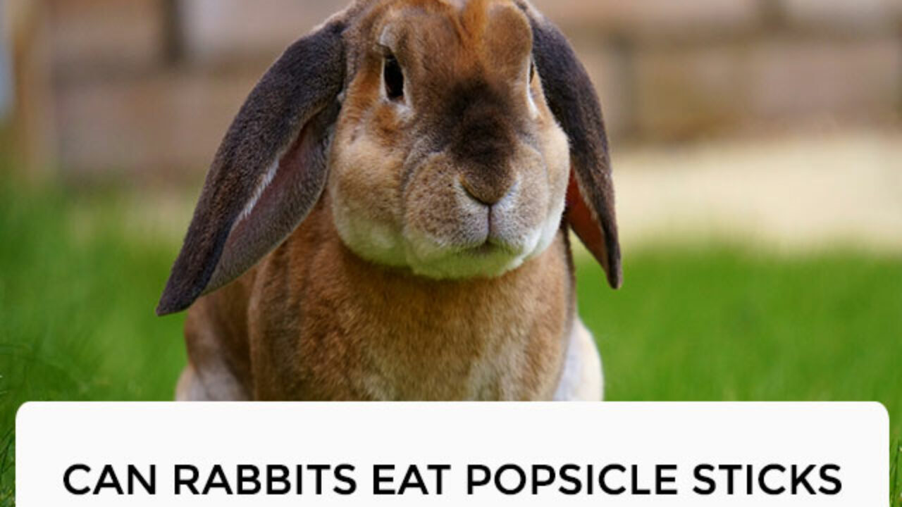 What If A Dog Eats A Popsicle Stick