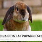 Can Rabbits Eat Popsicle Sticks