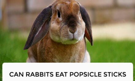 Can Rabbits Eat Popsicle Sticks