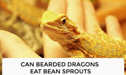 Can Bearded Dragons Eat Bean Sprouts?