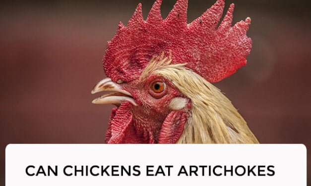 Can Chickens Eat Artichokes?