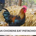 Can Chickens Eat Pistachios