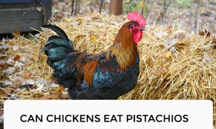 Can Chickens Eat Pistachios?