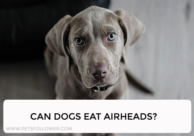 Can Dogs Eat Airheads