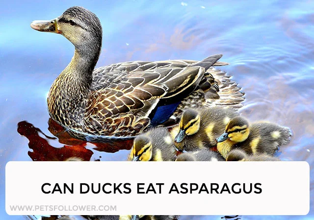 Can Ducks Eat Asparagus