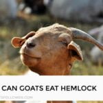 Can Goats Eat Hemlock?