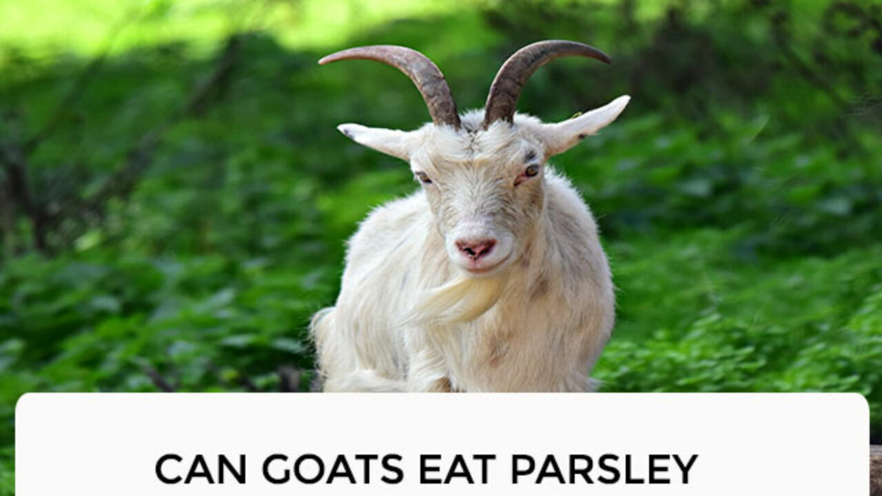 Can Dogs And Cats Eat Parsley