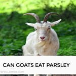 Can Goats Eat Parsley?