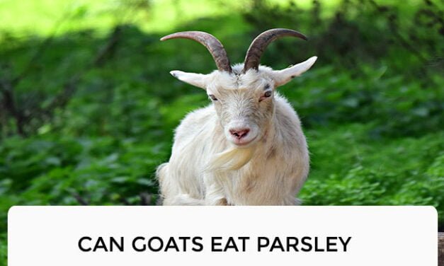 Can Goats Eat Parsley?