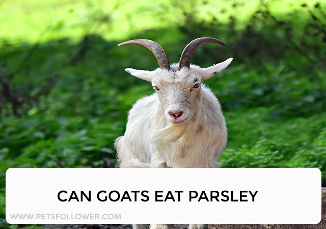 Can Goats Eat Parsley?
