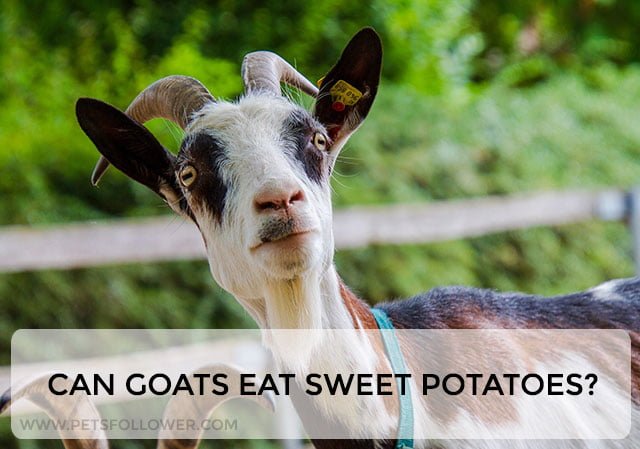 Can Goats Eat Sweet Potatoes?