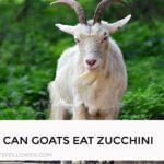 Can Goats Eat Zucchini?
