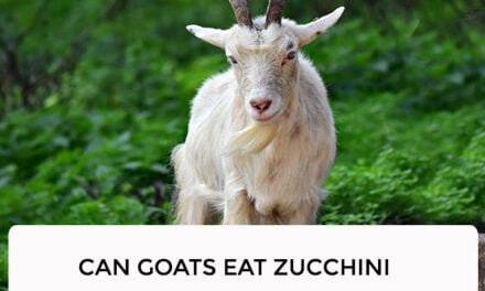 Can Goats Eat Zucchini?