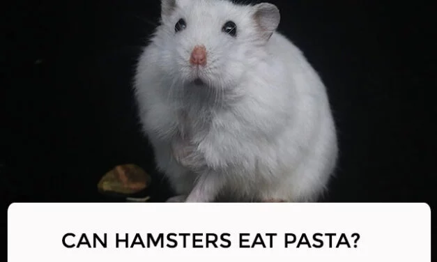 Can Hamsters Eat Pasta: A Comprehensive Guide