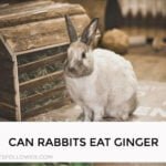 Can Rabbits Eat Ginger?
