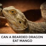 Can a Bearded Dragon Eat Mango