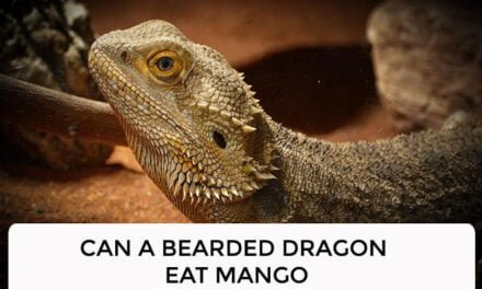 Can a Bearded Dragon Eat Mango