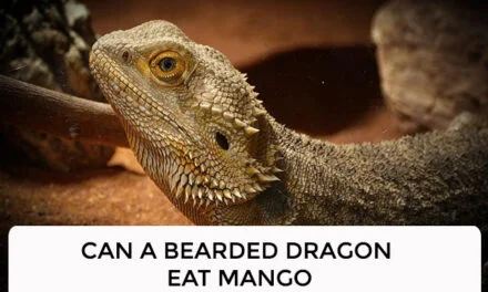 Can a Bearded Dragon Eat Mango