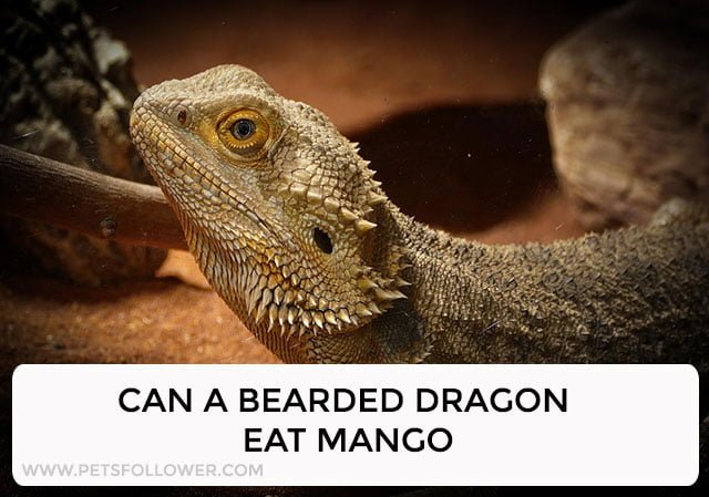 Can a Bearded Dragon Eat Mango