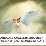 Are Cats Angels in Disguise? The Spiritual Purpose of Cats