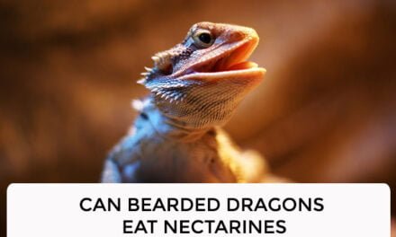 Can Bearded Dragons Eat Nectarines