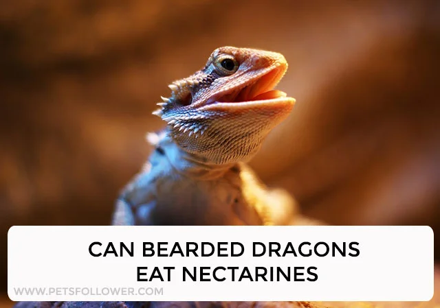 Can Bearded Dragons Eat Nectarines