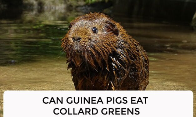 Can Guinea Pigs Eat Collard Greens