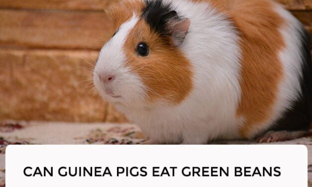 Can Guinea Pigs Eat Green Beans