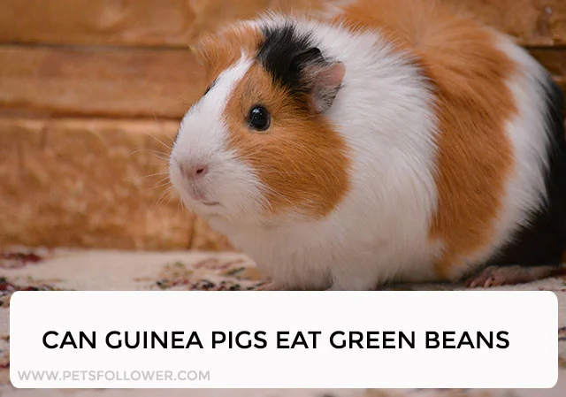 Can Guinea Pigs Eat Green Beans